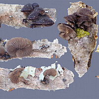 Гогенбуелия инкрустированная (Hohenbuehelia incrustata)