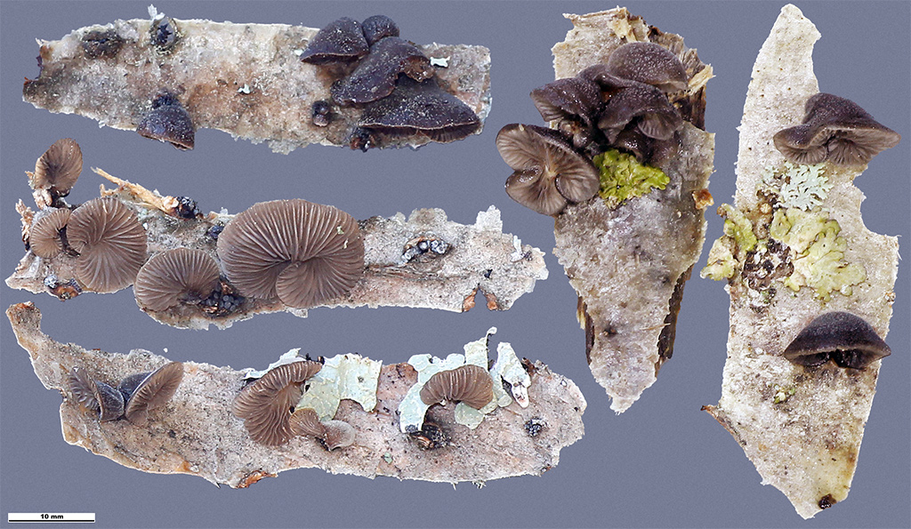 Гогенбуелия инкрустированная (Hohenbuehelia incrustata)