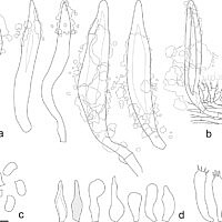 Гогенбуелия инкрустированная (Hohenbuehelia incrustata)