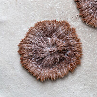 Спорофагомицес золотистоустьицевый (Sporophagomyces chrysostomus)