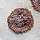 Спорофагомицес золотистоустьицевый (Sporophagomyces chrysostomus)