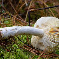 Сыроежка светло-жёлтая (Russula claroflava)