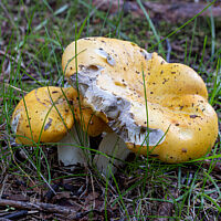 Сыроежка светло-жёлтая (Russula claroflava)