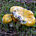 Сыроежка светло-жёлтая (Russula claroflava)
