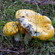 Сыроежка светло-жёлтая (Russula claroflava)