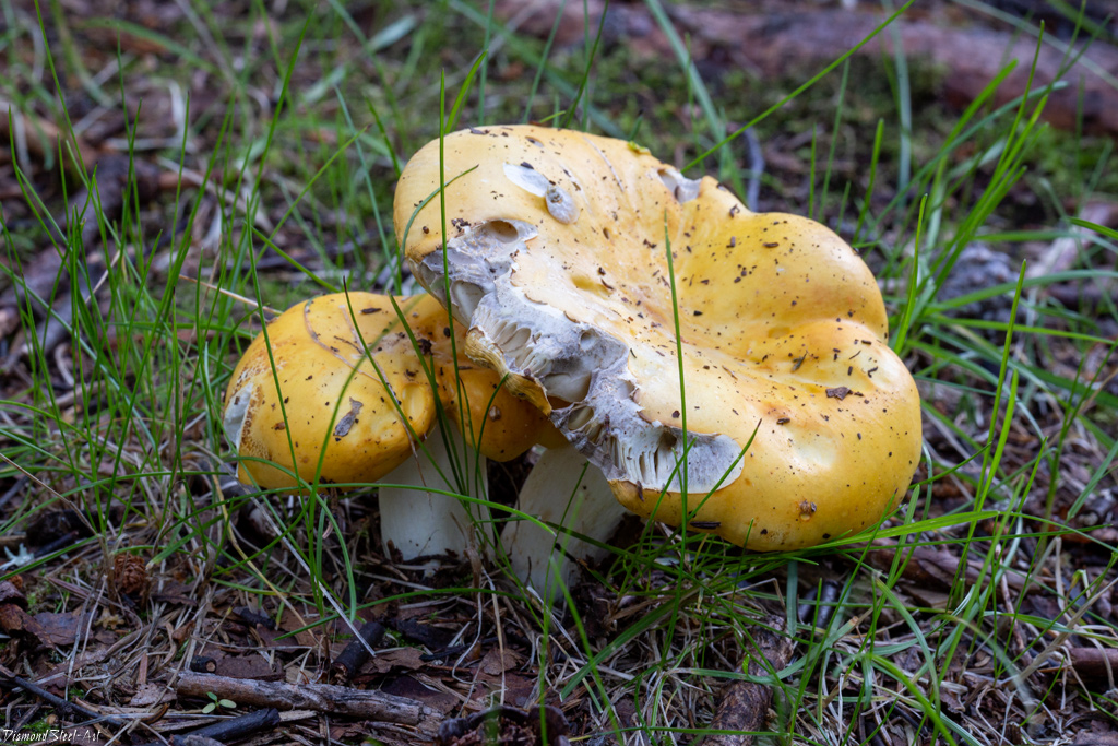 Сыроежка светло-жёлтая (Russula claroflava)