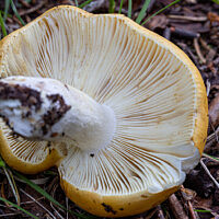 Сыроежка светло-жёлтая (Russula claroflava)