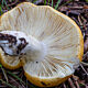 Сыроежка светло-жёлтая (Russula claroflava)