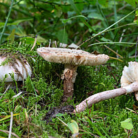 Мухомор новобрачный (Amanita novinupta)