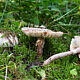Мухомор новобрачный (Amanita novinupta)