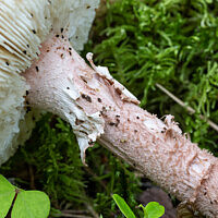 Мухомор новобрачный (Amanita novinupta)