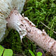 Мухомор новобрачный (Amanita novinupta)