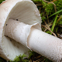 Мухомор новобрачный (Amanita novinupta)