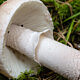 Мухомор новобрачный (Amanita novinupta)