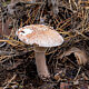 Мухомор новобрачный (Amanita novinupta)