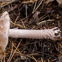 Мухомор новобрачный (Amanita novinupta)