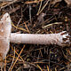 Мухомор новобрачный (Amanita novinupta)