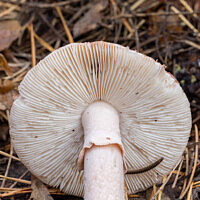 Мухомор новобрачный (Amanita novinupta)