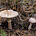 Мухомор новобрачный (Amanita novinupta)