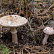 Мухомор новобрачный (Amanita novinupta)