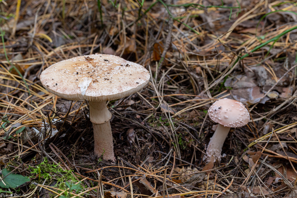 Мухомор новобрачный (Amanita novinupta)