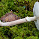 Мухомор новобрачный (Amanita novinupta)