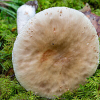 Мухомор новобрачный (Amanita novinupta)