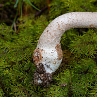 Мухомор новобрачный (Amanita novinupta)