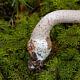 Мухомор новобрачный (Amanita novinupta)