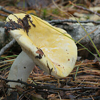 Сыроежка светло-жёлтая (Russula claroflava)