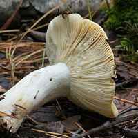 Сыроежка светло-жёлтая (Russula claroflava)
